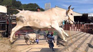 SAPI NGAMUK TURUN DARI TRUK TRAGEDI SASI SURO ‼️