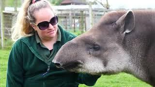 Happy #Worldtapirday  From Noah's Ark Zoo Farm 