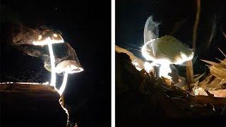 Mesmerising Mushrooms Release Wisping Spores