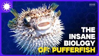 The Insane Biology of: Pufferfish | Animal Documentary