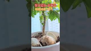 필요없는 새순들은 바로바로 제거합니다 #제라늄키우기 #제라늄 #제라늄가드닝