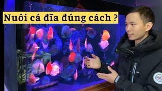 Cá đĩa | những lưu ý khi nuôi cá đĩa | Nguyễn Du Auqa