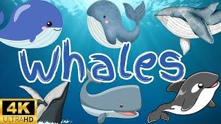 Learning video About whales for kids | Amazing Whale Facts for Kids| Fun & Educational whales Video