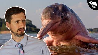 Pink River Dolphin, The Worst Whale?