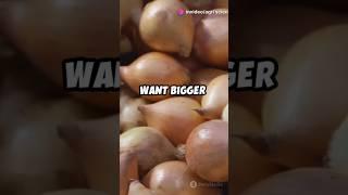 Optimizing Kharif Onion Production: Variety & Planting Time Effects in Lower Shivalik Hills