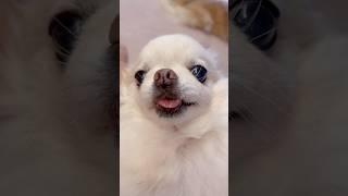 귀가 없어져서 귀여운 강아지 #장모치와와 #chihuahua #둥이