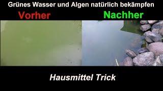 Algen im Gartenteich natürlich & effektiv mit Hausmitteln bekämpfen  Klares Teich Wasser ohne Chemie