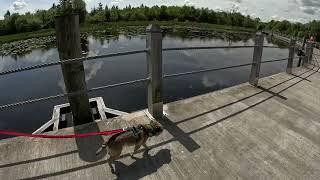 Walking Acres Lake Floating Boardwalk near Drumshanbo to Drumleague.