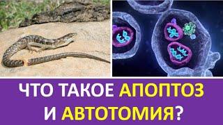 33. Что такое апоптоз и автотомия?