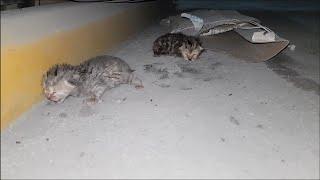 Rescuing 1 old day newborn abandoned kittens - Adopted & Nursed by Foster Mom Cat Coco