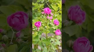 Beautiful Flowers #shortvideo#homegardening#youtubeshorts#short#naturelover#nature#trending#nature