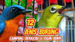 12 Jenis Burung yang Gampang Berkicau (Cocok untuk Pemula)