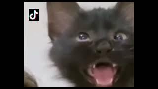 Cross Eyed Cat Meme | viral Cat Saying Huh Meme  New Black Kitten Meme  Cat Huh Meme Original