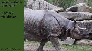 Great Indian rhinoceros bull Niko - zoo Hellabrunn