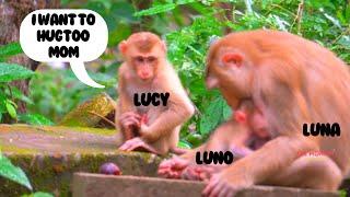 Lucy, Luno & Luna  | The Monkey Collective