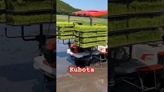 Kubota NW8S GS 田植え機　田植え作業