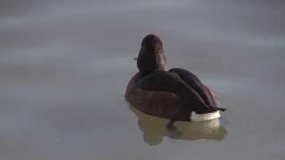 Fuligule nyroca (Aythya nyroca) Ferruginous Duck