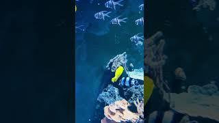 Colorful Fishes#aquarium #fishes#colorful | Litha’s passion World