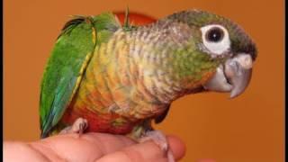 Hand Fed Sweet Baby Conure Parrots