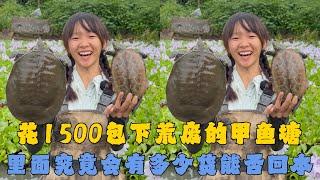 花1500元包下荒废的甲鱼塘，里面究竟会有多少货能否回本？#户外抓鱼 #户外捕鱼 #幺妹vlog #乡村生活 #农村生活