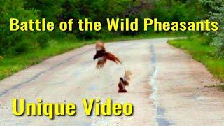 Battle of Wild Mongolian Pheasants/Unique Footage