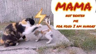 hungry mama  cat beat her kitten because she won't share her food