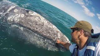 Grey Whale Asks To Be Petted