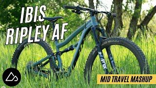 Ibis Ripley AF Trail Bike Review: Capable Descender and Excellent Value [Mid-Travel Mashup]