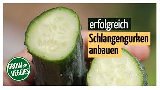 Gurken erfolgreich anbauen  | Schlangengurken im Garten @Gartengemüsekiosk | Gewächshausgurke