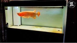 Stunning Underwater home fish media Explore the Beauty of a Plant Aquarium #145