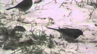 Distinguishing male and female Dark-eyed Juncos by posture