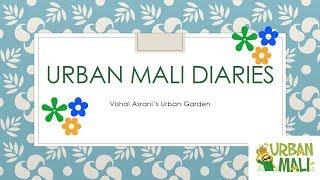 UrbanMali Diaries: Vishal Asrani's Urban Garden