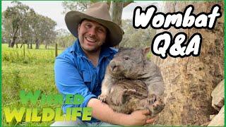 Your Wombat Questions Answered