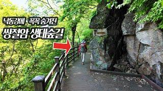 숨겨진 보석 10km 낙동강 절경 트레킹/쌍절암생태숲길/600년 회화나무