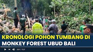 Kronologi Kejadian Pohon Tumbang di Monkey Forest Ubud Bali, Diduga Sudah Lapuk, Tewaskan Dua WNA