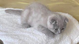 Cute Lilac Scottish Fold 2 months old kittens first day at his new home  