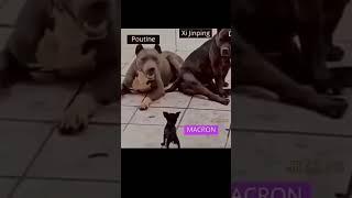 Макрон #Путин и Си Цзиньпин глазами самих французов