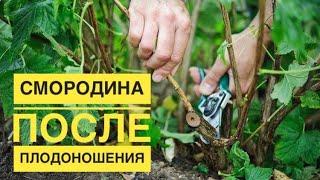 Уход за смородиной после плодоношения