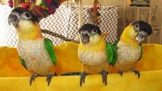 12 week old Hand Fed Black Headed Caique Brothers -- Rainbow Parrots