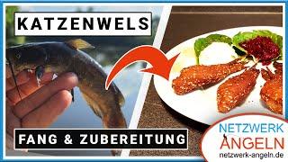 Invasive Katzenwelse: Wie man Zwergwelse fängt und lecker zubereitet!