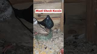 मस्ती مستی Masti Check | Gaditano Pouter Pigeons | Pigeon Video #Shorts #viral #pegion #pets