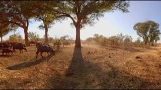 360 Video of Wildlife Film trip - Photos of Africa VR Safari