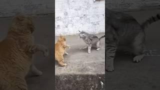 Anger issues  #funny #cat #comedy #memes #viralvideo #trending #shorts