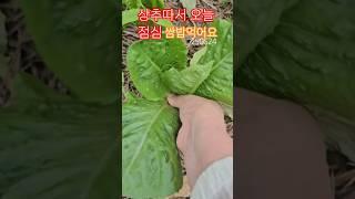 상추 저는 이렇게 따요 #상추쌈 #상추키우기 #로메인 상추