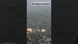 Cara Sukses//Budidaya Ikan Lele #shots #budidaya #budidayaikan #budidayaikanlele #budidayaikangabus