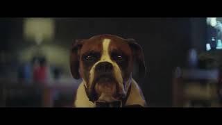 John Lewis Christmas Ad 2016 with Buster The Boxer Dog