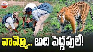 వామ్మో అది పెద్దపులే | Big Tiger In Mulugu District | Venkatapuram | ABN Digital