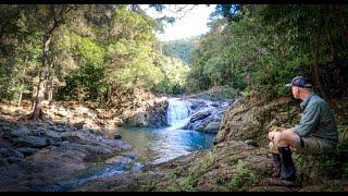 CONONDALE N.P.  "GREAT WALK" | Solo overnight Camp in a Rainforest. Steak and Chips