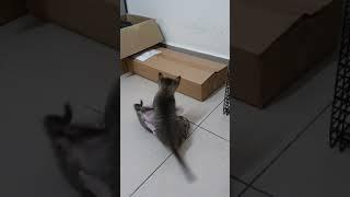 Domestic Short Hair Kitten For Adoption - 2 Months, Tom & Jerry from Johor Bahru, Johor