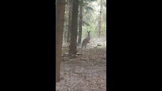 Känguru  im Ihrental bei Winterspelt (Eifel)